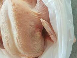 Куры домашние.