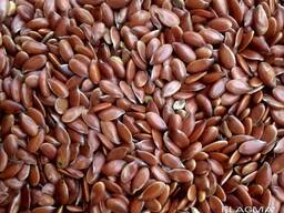 Лен масленичный