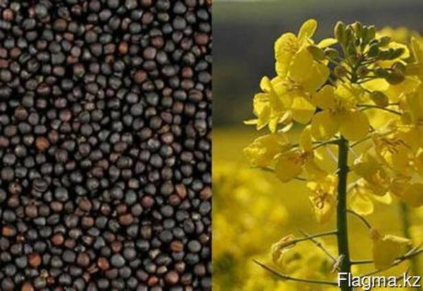 Шрот рапсовый, масло рапсовое