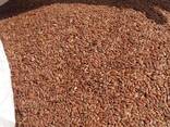 Лен, семена льна, flax seed, урожай 2021 (200 тонн без ндс) - photo 1