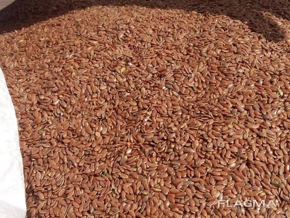 Лен, семена льна, flax seed, урожай 2021 (200 тонн без ндс)