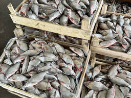 Лещ свежемороженый Оптом