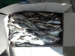 Лещ, вовла, сом