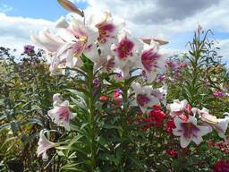 Лилии луковицы оптом