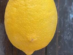 Лимон из Ирана
