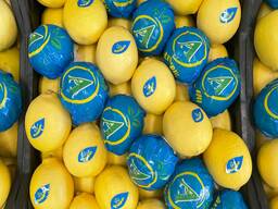 Лимон Турция, экспорт