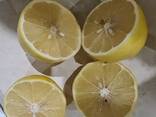Лимон Турция, экспорт - фото 3