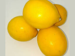 Лимоны Ташкентские оптом
