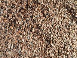 Álnus glutinósa , Семена ольхи, ольха семена, ольха черная семена, семена ольхи клейкой