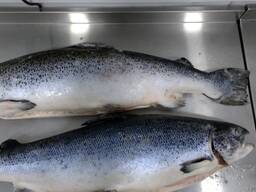 Лосось замороженный потрошенный