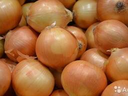 Лук для посадки