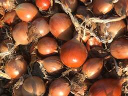 Лук оптом урожай 2024