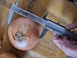 Лук репчатый