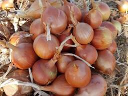 Лук репчатый