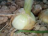Лук репчатый и морковь от производителя - фото 3