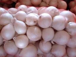 Лук репчатый с Казакстана