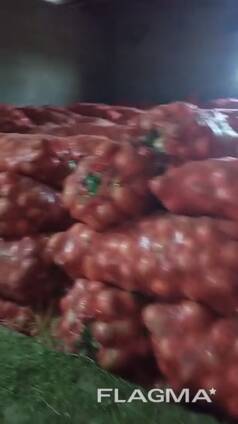 Лук сорт пандора