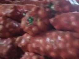 Лук сорт пандора