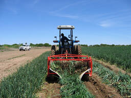 Луковый копатель IMAC (Италия) с вращающимся выкапывающим валом