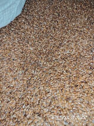 Лён масличный