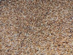 Лён масличный