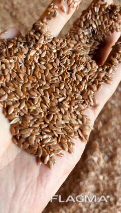 Продам Лён (семена) Казахстан поставим на условиях DAP и FCA (зигир уруги) Продадим