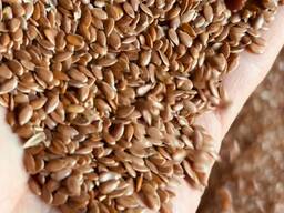 Продам Лён (семена) Казахстан поставим на условиях DAP и FCA (зигир уруги) Продадим