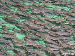 Малек форели радужной