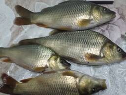 Малек, сеголетка карпа, амур, толстолобик