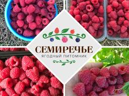 Малина "Карамелька"
