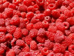 Малина оптом