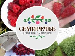 Малина "Радзиева"