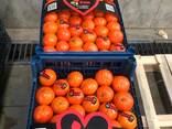 Мандарины экспорт из Турции - photo 1