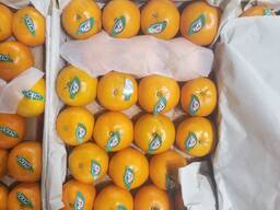 Мандарины Пакистан