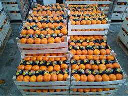 Мандарины Турция (цена включая доставку)