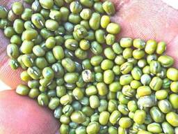 Маш(зеленая фасоль адзуки)