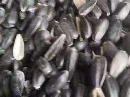 Масленичные семечки куплю