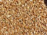 Семена льна (Flax-seed) - фото 1
