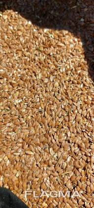 Семена льна (Flax-seed)