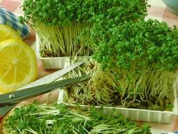 Микрозелень различных культур