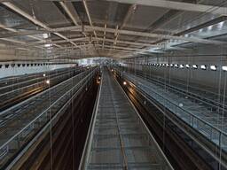 Многоярусные клеточные батареи для выращивания ремонтного молодняка.