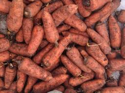 Морковь болтекс