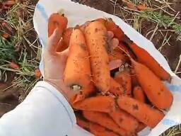 МОРКОВЬ. КАРТОФЕЛЬ. КАЗАХСТАН.