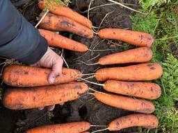 МОРКОВЬ . В ПАВЛОДАРЕ.