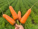 МОРКОВЬ . В ПАВЛОДАРЕ. - фото 3