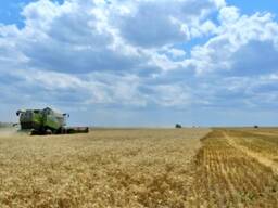 Мука высший сорт 175 тыс тенге тонна на станции Сарыагаш