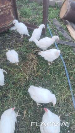 Мясо бройлера в тушках от 20 тонн в месяц