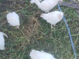 Мясо бройлера в тушках от 20 тонн в месяц