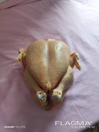 Мясо домашней курицы ( бройлер)