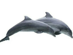 Наклейка Два дельфина на алькорплан ( ПВХ пленка)